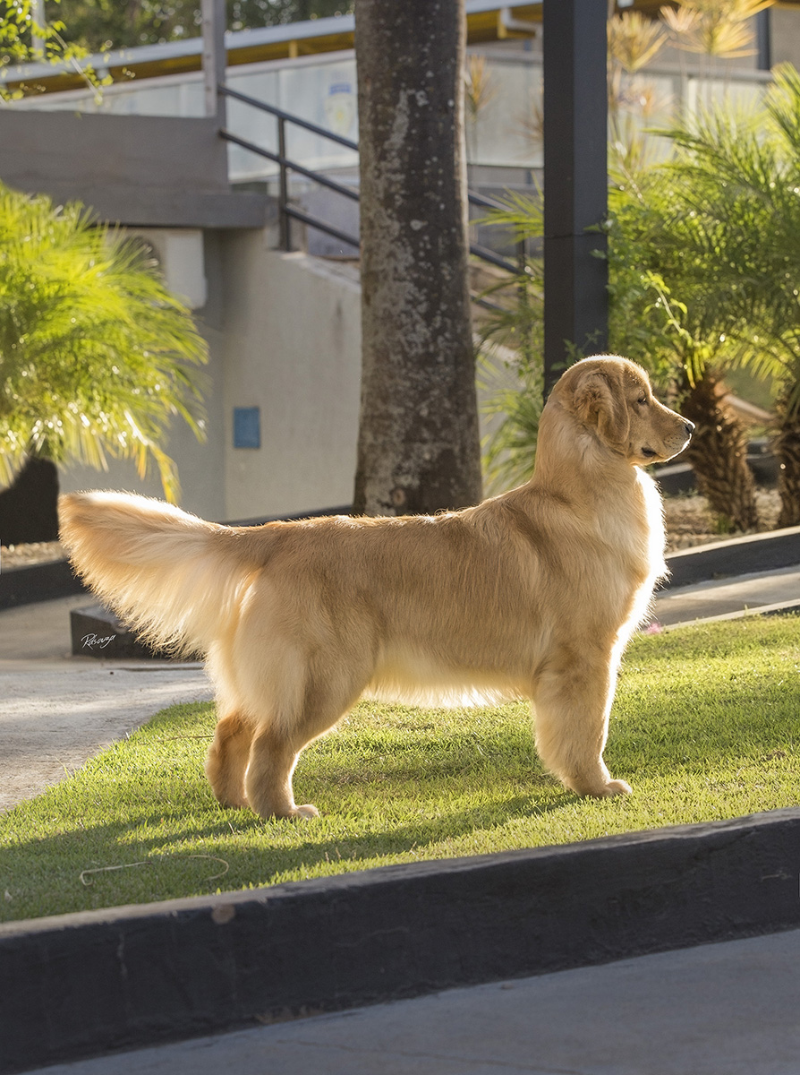 Nossos Cães Fergie