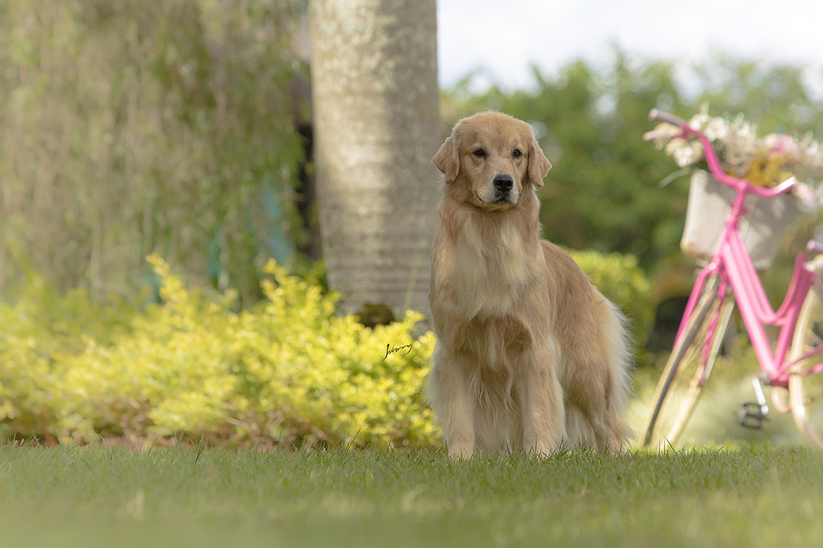 Nossos Cães Lotus