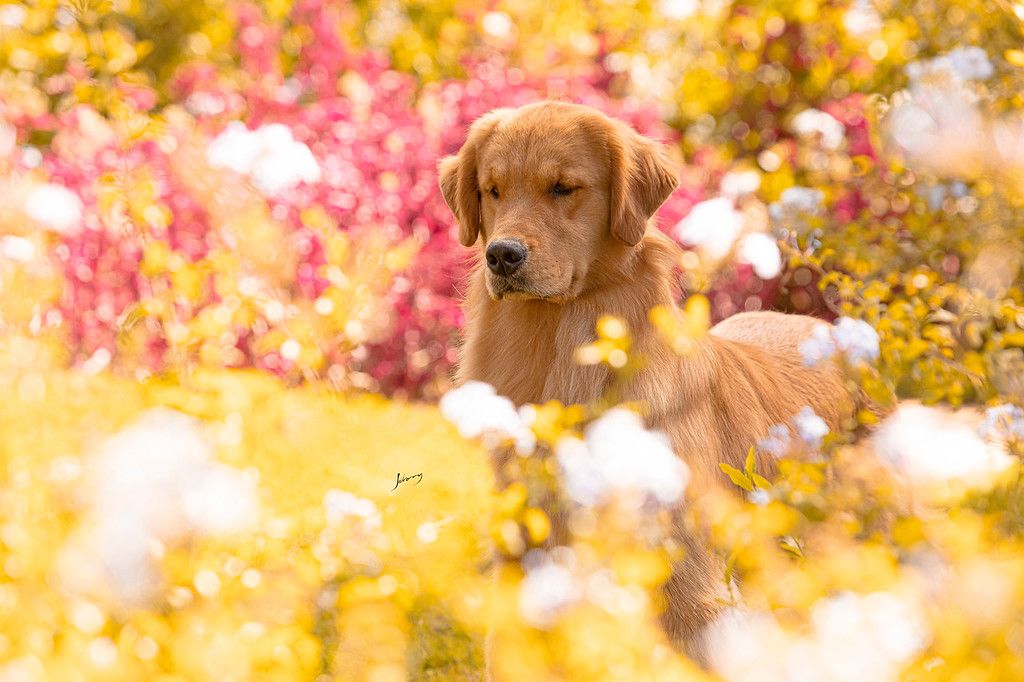 Nossos Cães Mari