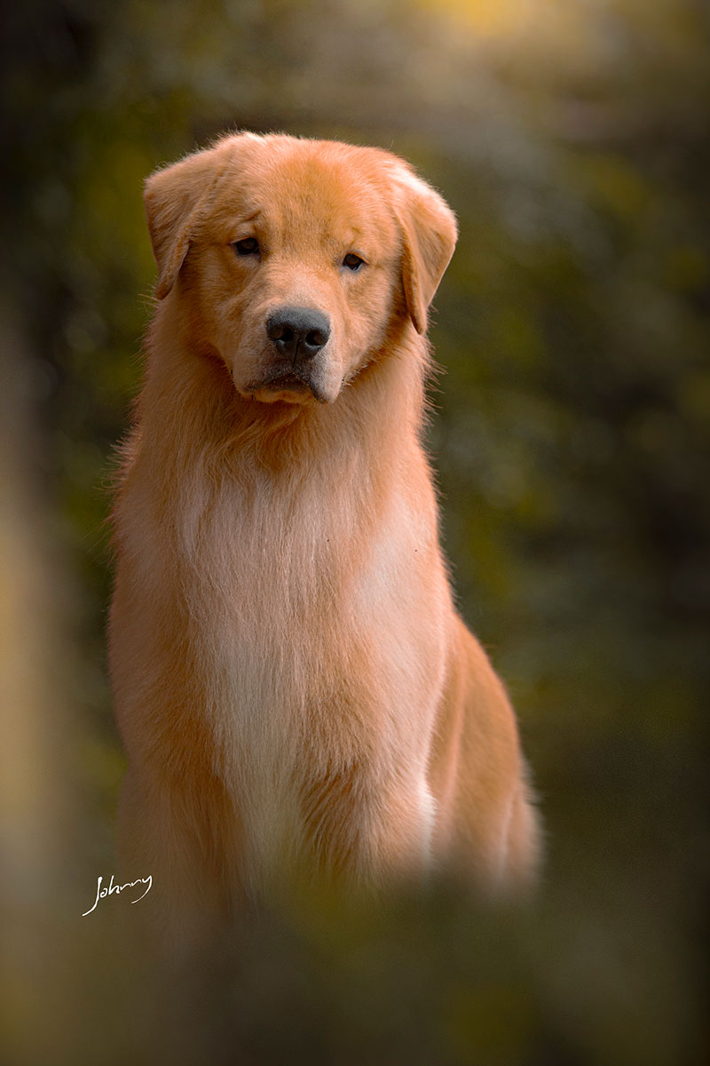 Nossos Cães Massimo