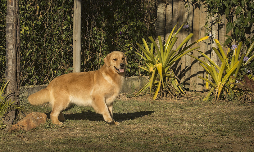 Nossos Cães Cinnamon