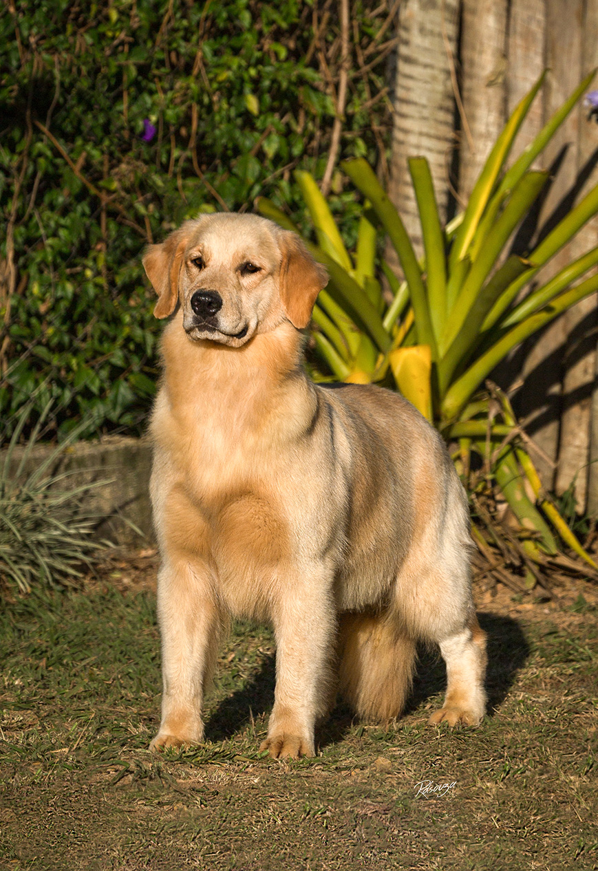 Nossos Cães Sierra