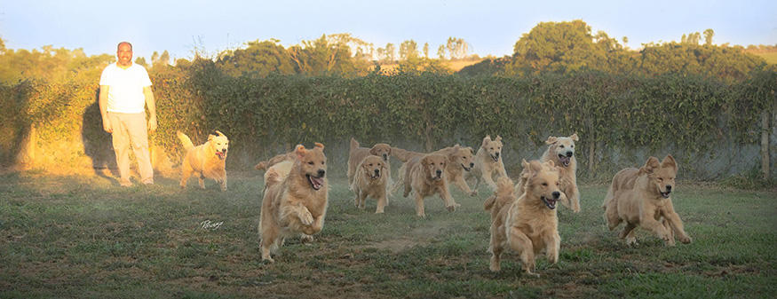 Benntos Goldens: Criação Responsável