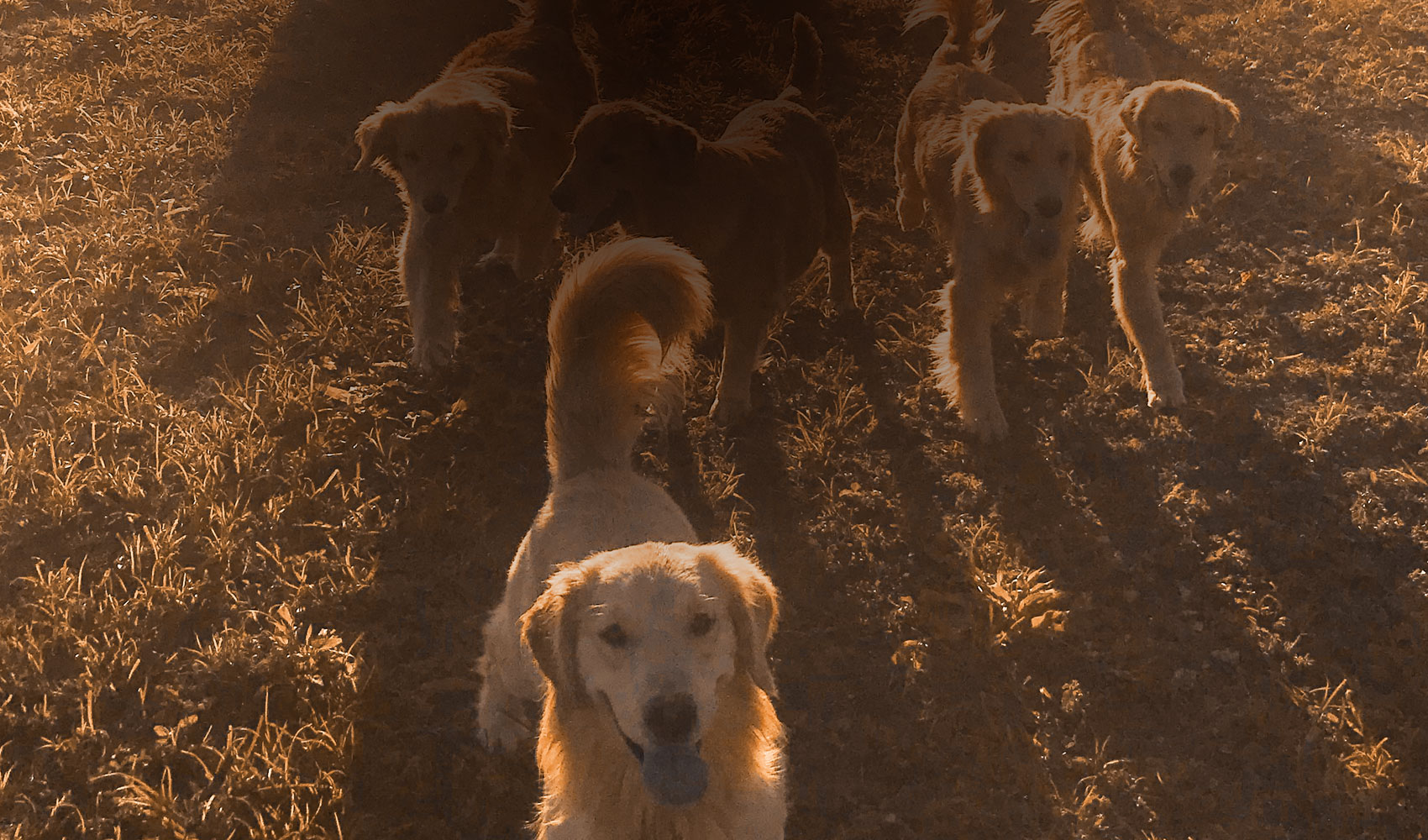 Benntos Golden Retrievers