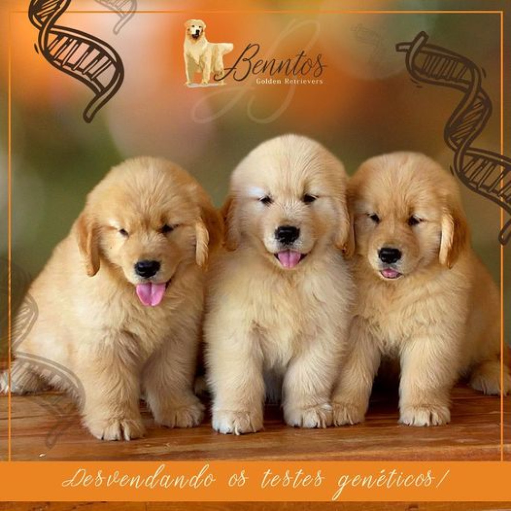 Imagem Blog Benntos Goldens